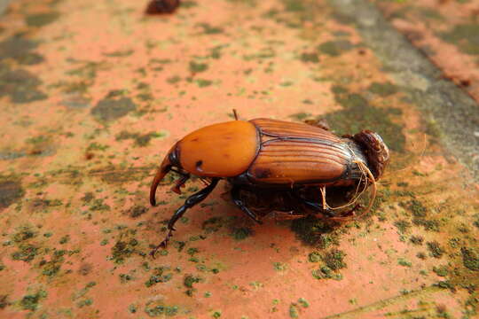 Imagem de Rhynchophorus ferrugineus (Olivier & A. G. 1791)