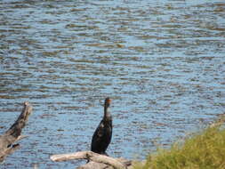 Image of Crowned Cormorant