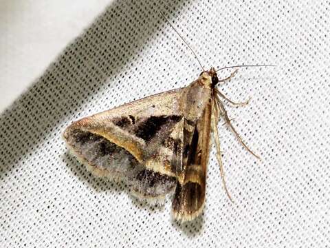 Image of Acantholipes circumdata Walker 1858