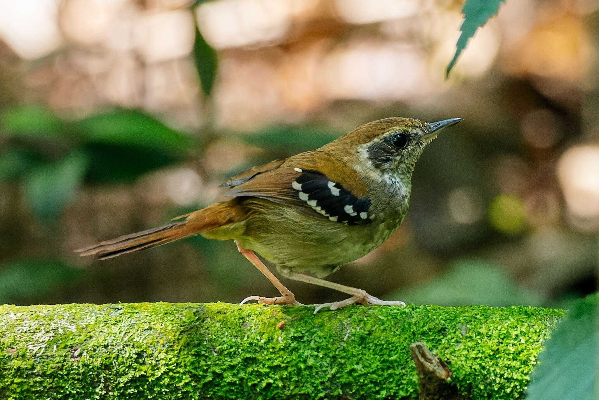 Image of Squamate Antbird