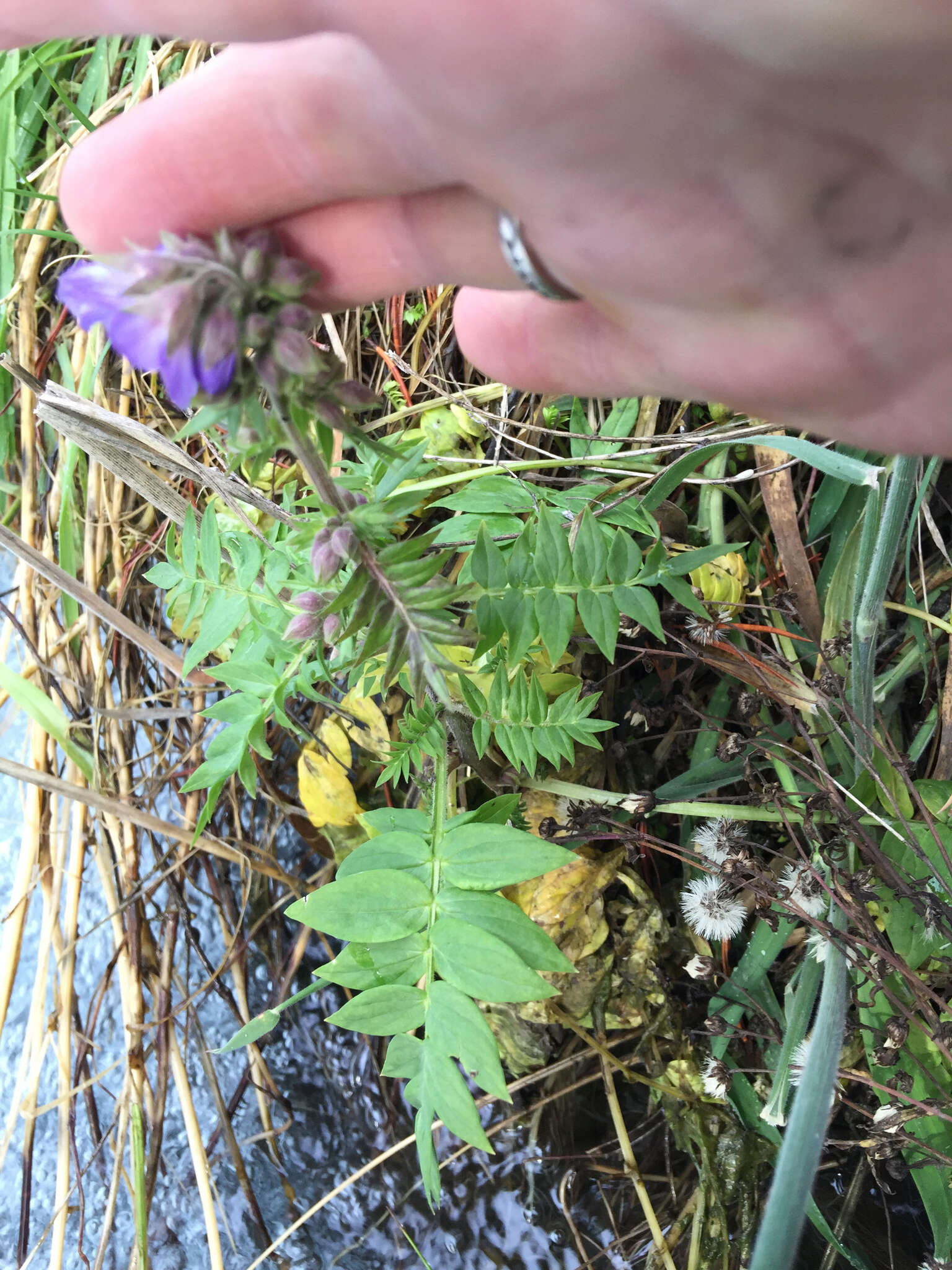 白花荵的圖片