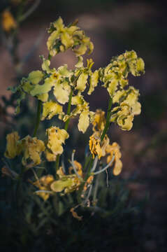 Image of Matthiola odoratissima (Pall. ex M. Bieb.) W. T. Aiton