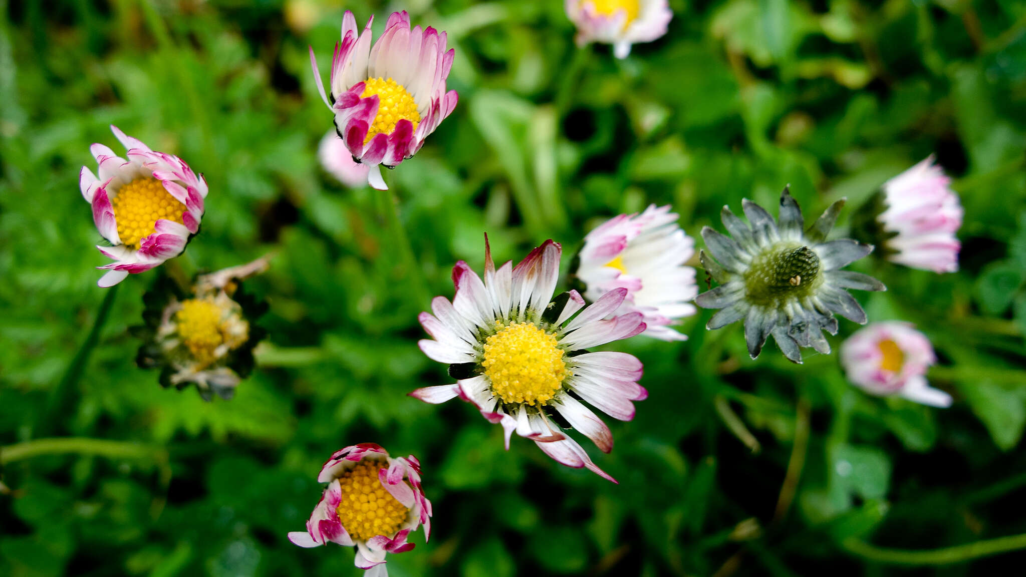 Image of Bellis sylvestris Cyr.