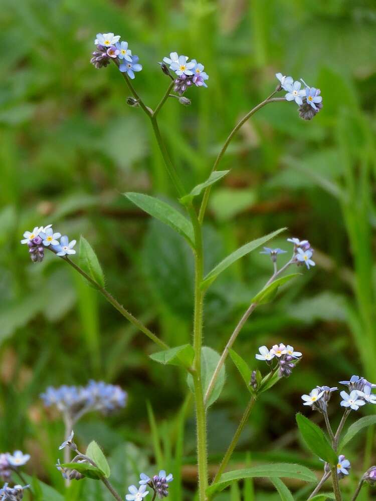 Image de Myosotis decumbens Host