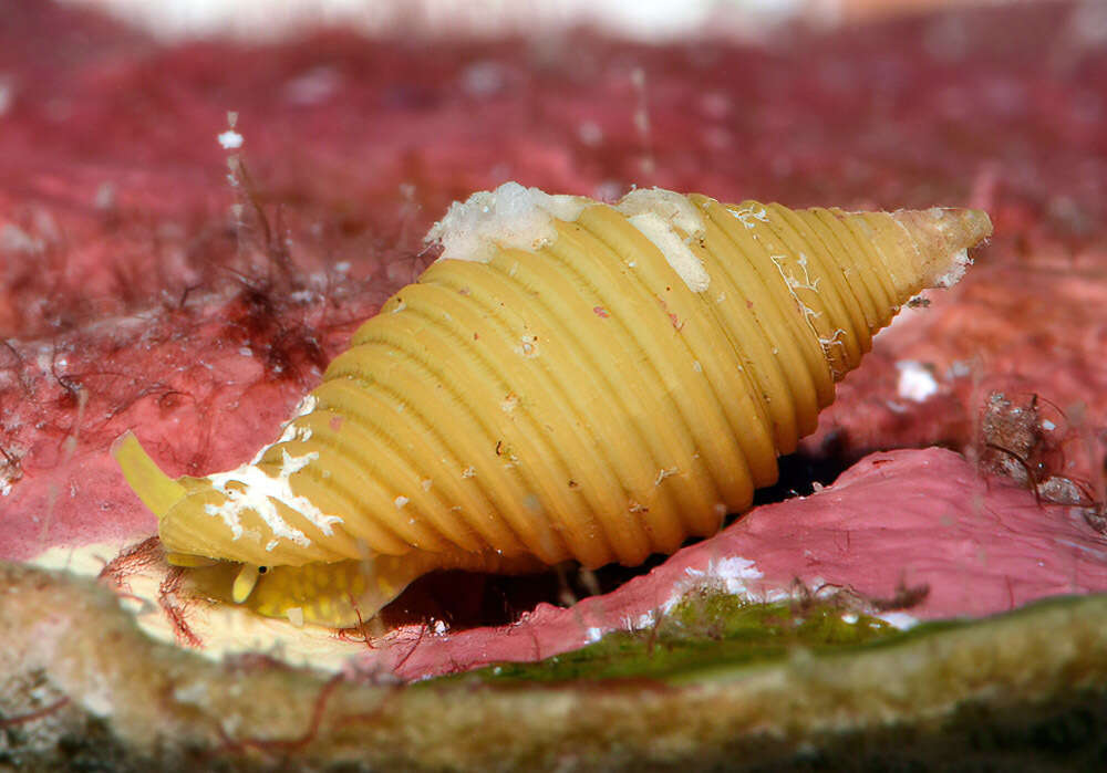 Image of Pseudonebularia silviae (H. Turner 2007)