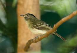 Image of Double-banded Pygmy Tyrant