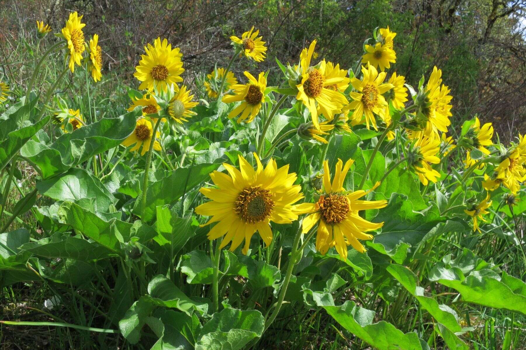 Image of deltoid balsamroot