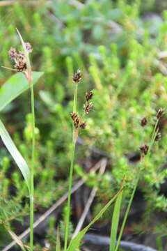 Image of Luzula multiflora subsp. sibirica V. I. Krecz.