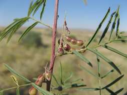 Imagem de Indigofera cryptantha var. occidentalis Baker fil.