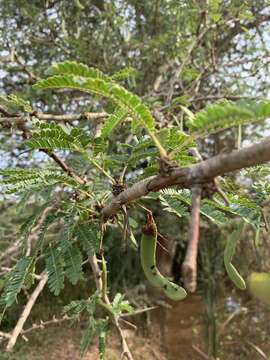 Image of Vachellia robusta subsp. clavigera (E. Mey.) Kyal. & Boatwr.