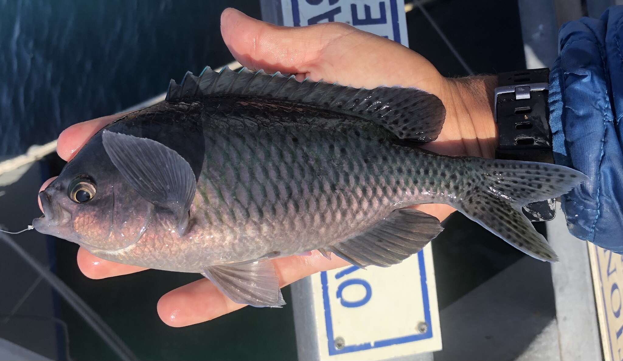 Image of Blacksmith Chromis