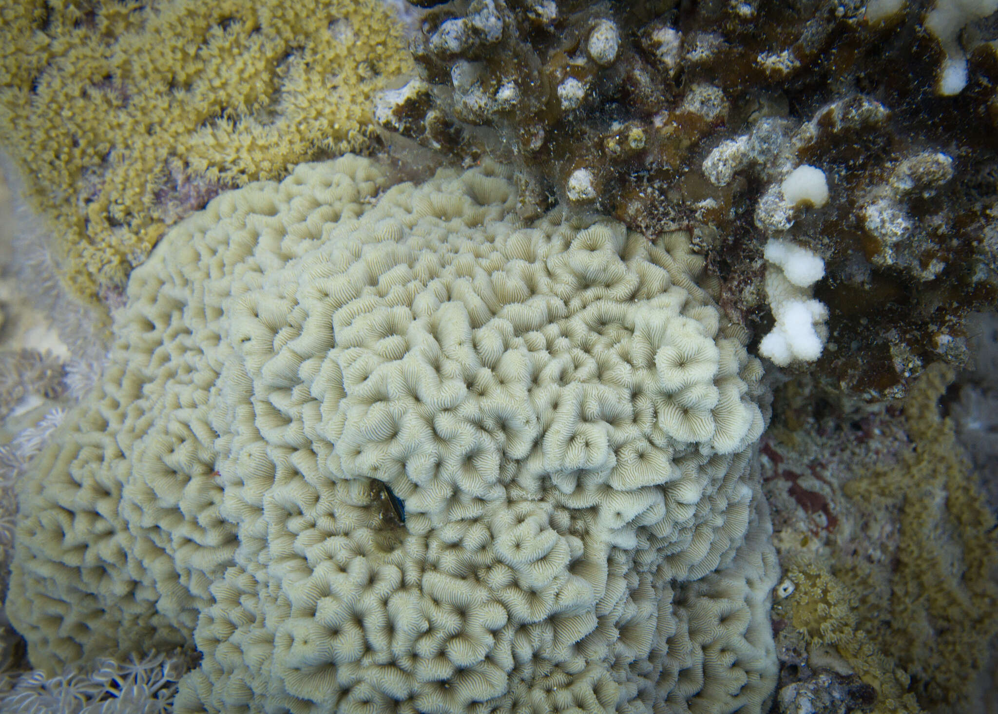 Image of Wrinkle Coral