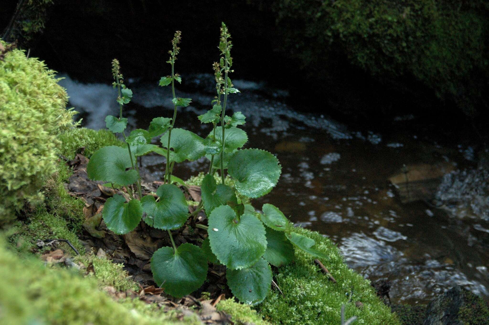 Image of spiked saxifrage