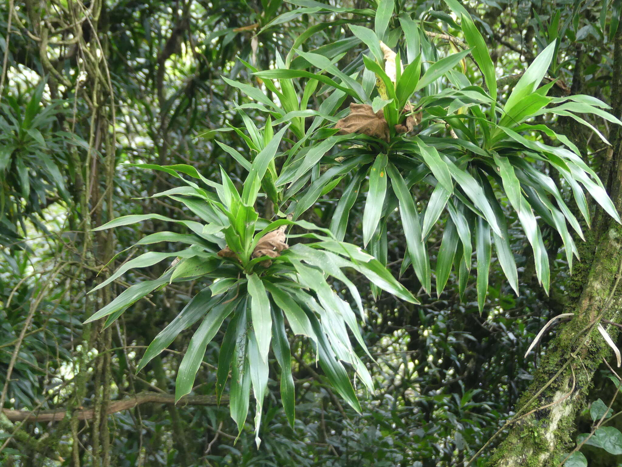 Image of Dracaena afromontana Mildbr.