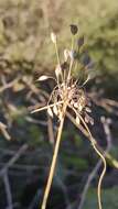 Image of Allium flavum subsp. tauricum (Besser ex Rchb.) K. Richt.