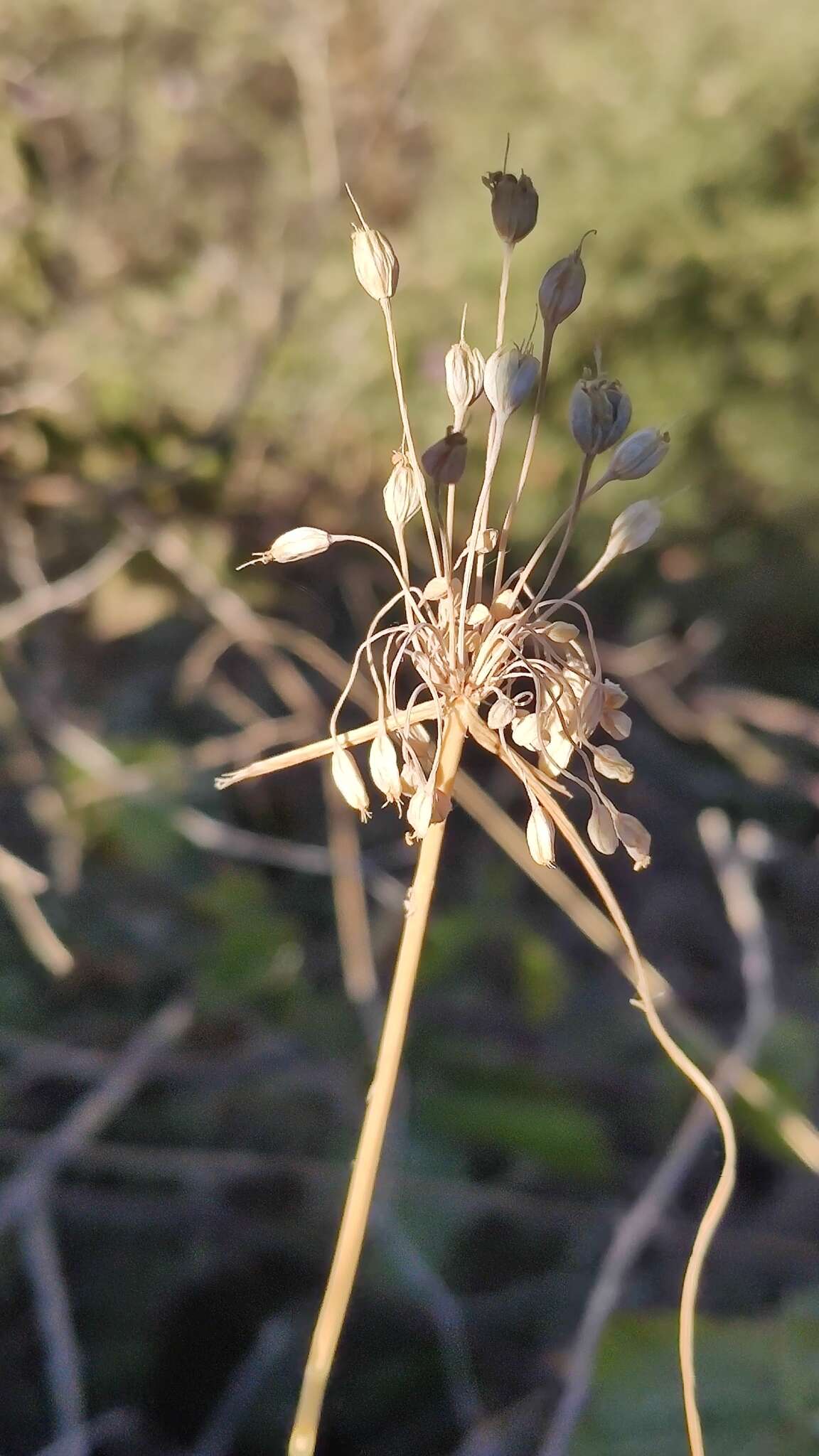 Image of Allium flavum subsp. tauricum (Besser ex Rchb.) K. Richt.