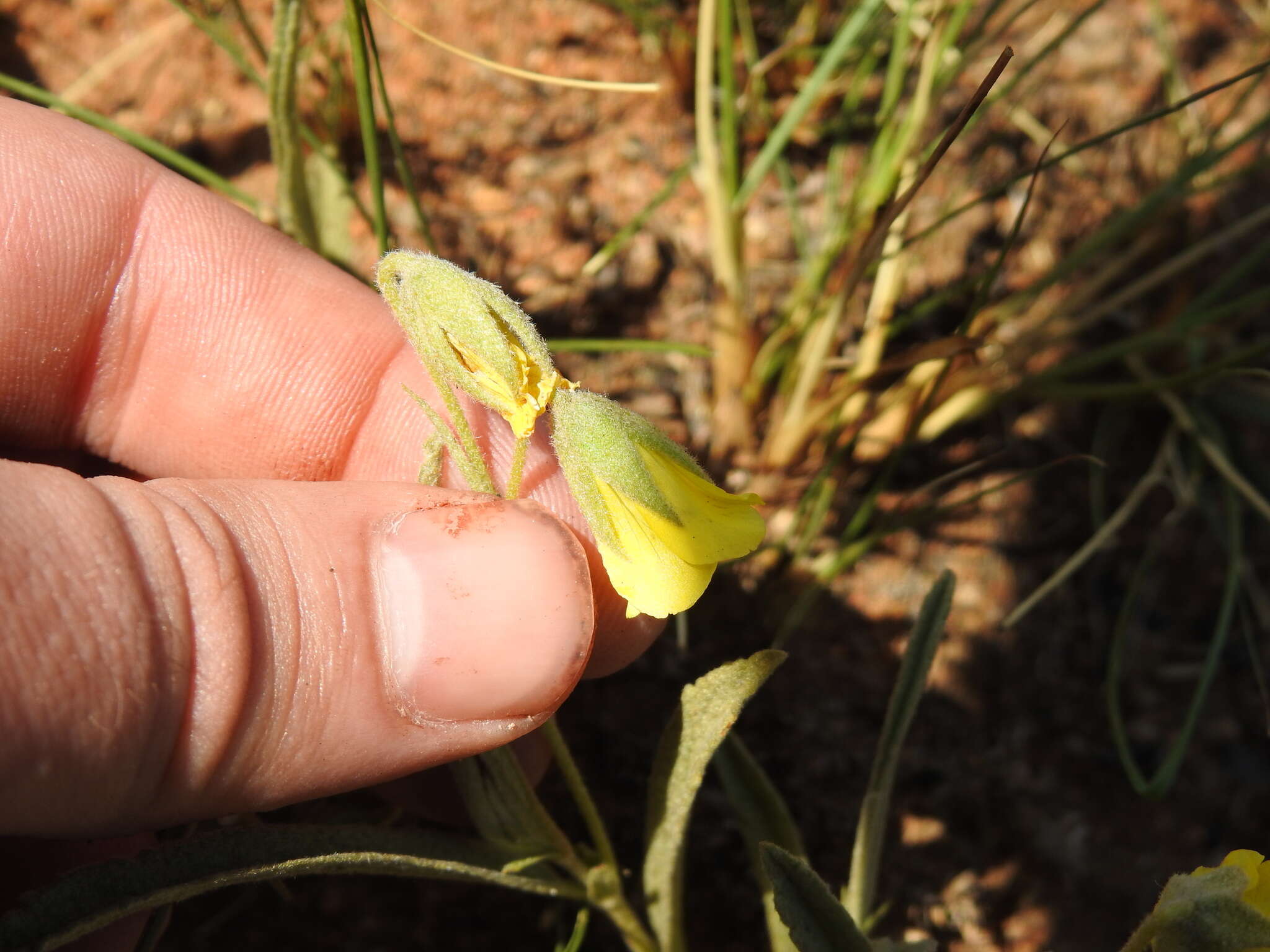 Image of Hermannia lancifolia Szyszyl.