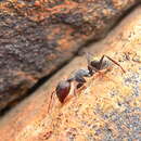 Image of Camponotus rufoglaucus zulu Emery 1895