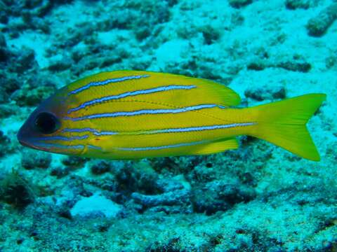 Image of Five-lined snapper