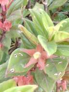 Image of Columnea schiedeana Schltdl.