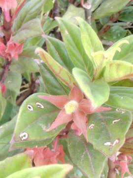 Image of Columnea schiedeana Schltdl.