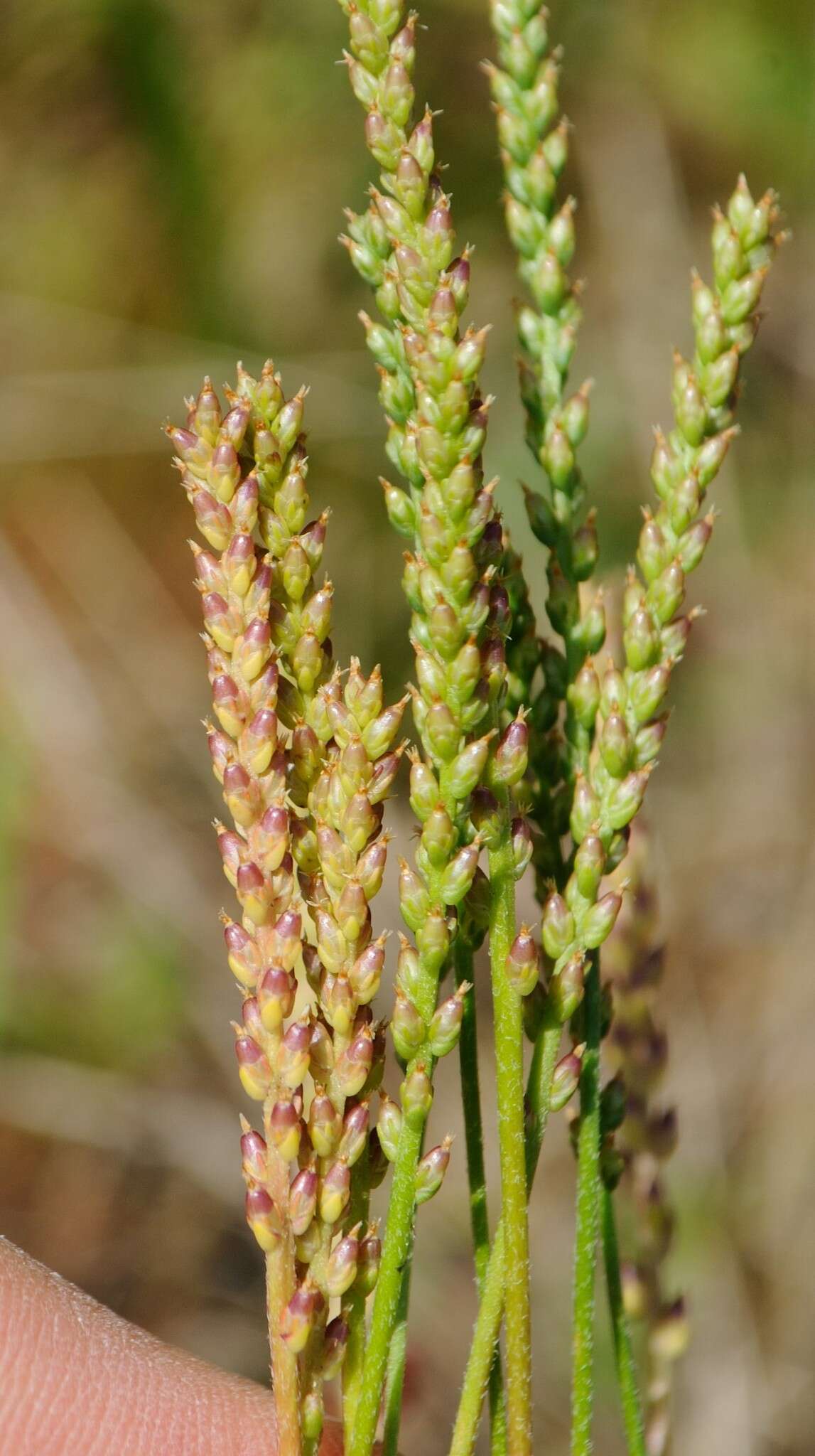 صورة Plantago pusilla Nuttall