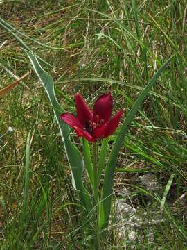 Image of Cyprus tulip