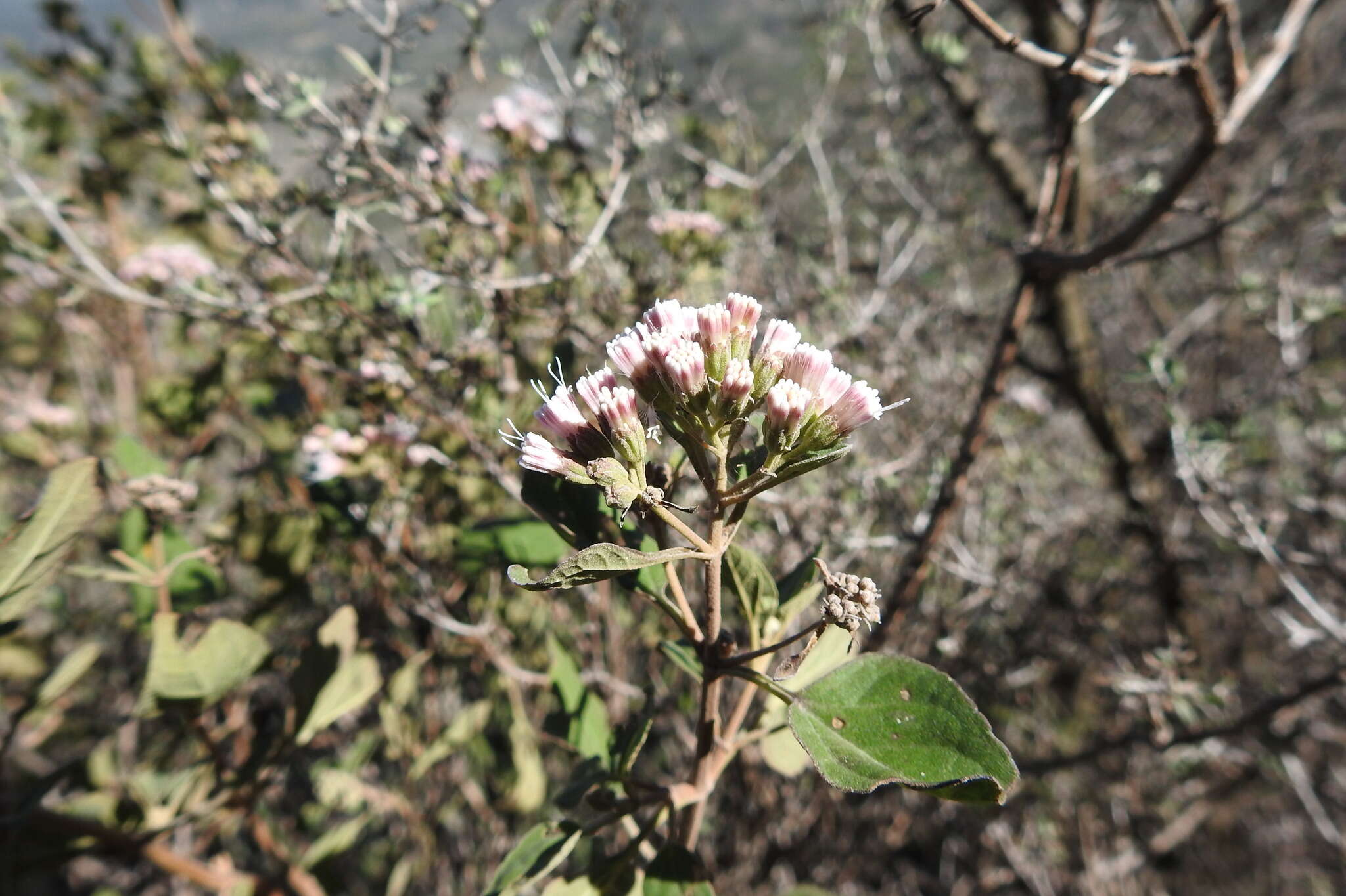 Image of Ageratina tomentella (Schrad.) R. King & H. Rob.