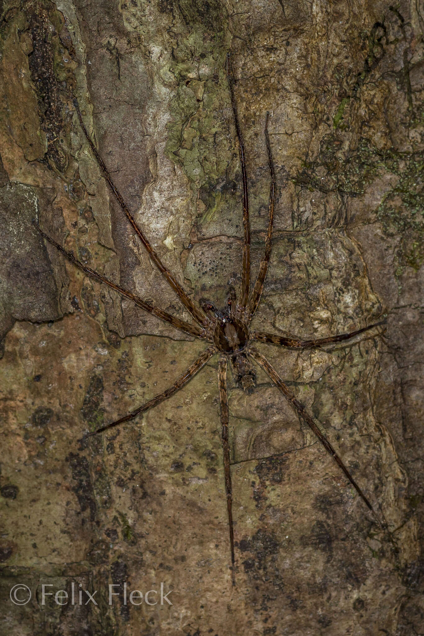 صورة Trechalea extensa (O. Pickard-Cambridge 1896)