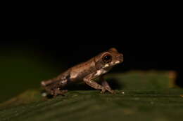 Image of Koechlin's Treefrog