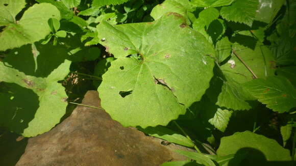 Image of Petasites rubellus (J. F. Gmel.) Toman