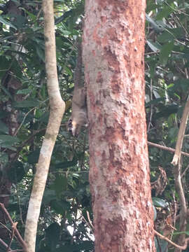 Image of Black-eared pygmy squirrel