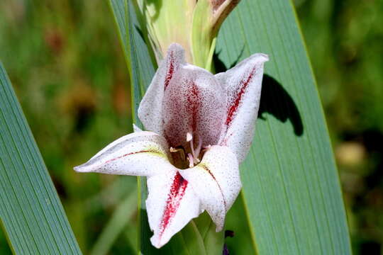 Image of Gladiolus elliotii Baker