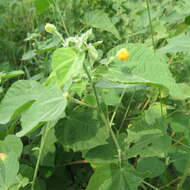 Image of Abutilon ramosum (Cav.) Guill.