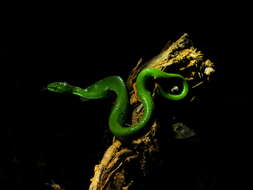 Image of Trimeresurus rubeus (Malhotra, Thorpe, Mrinalini & Stuart 2011)