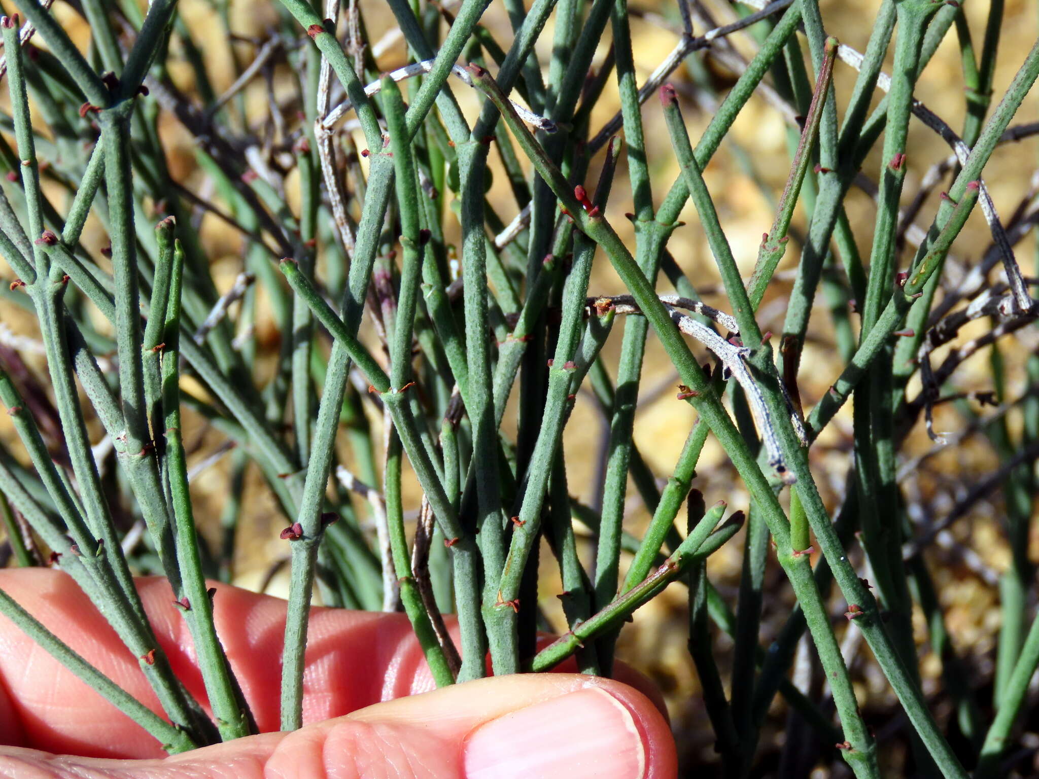 Image of Euphorbia tenax Burch.