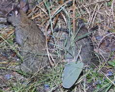 Image of Black-footed Mesembriomys