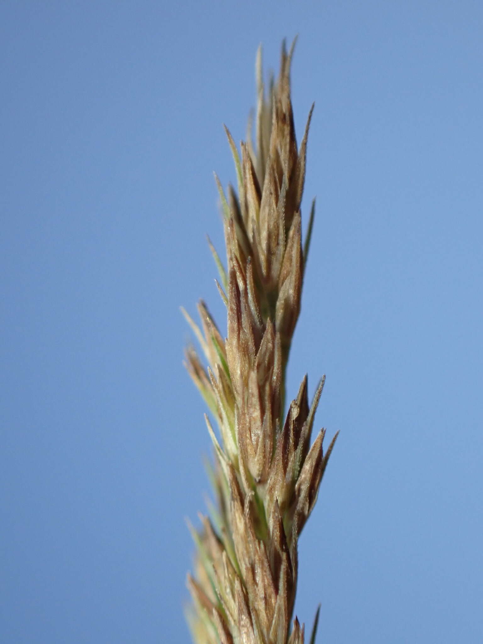 Imagem de Muhlenbergia frondosa (Poir.) Fernald
