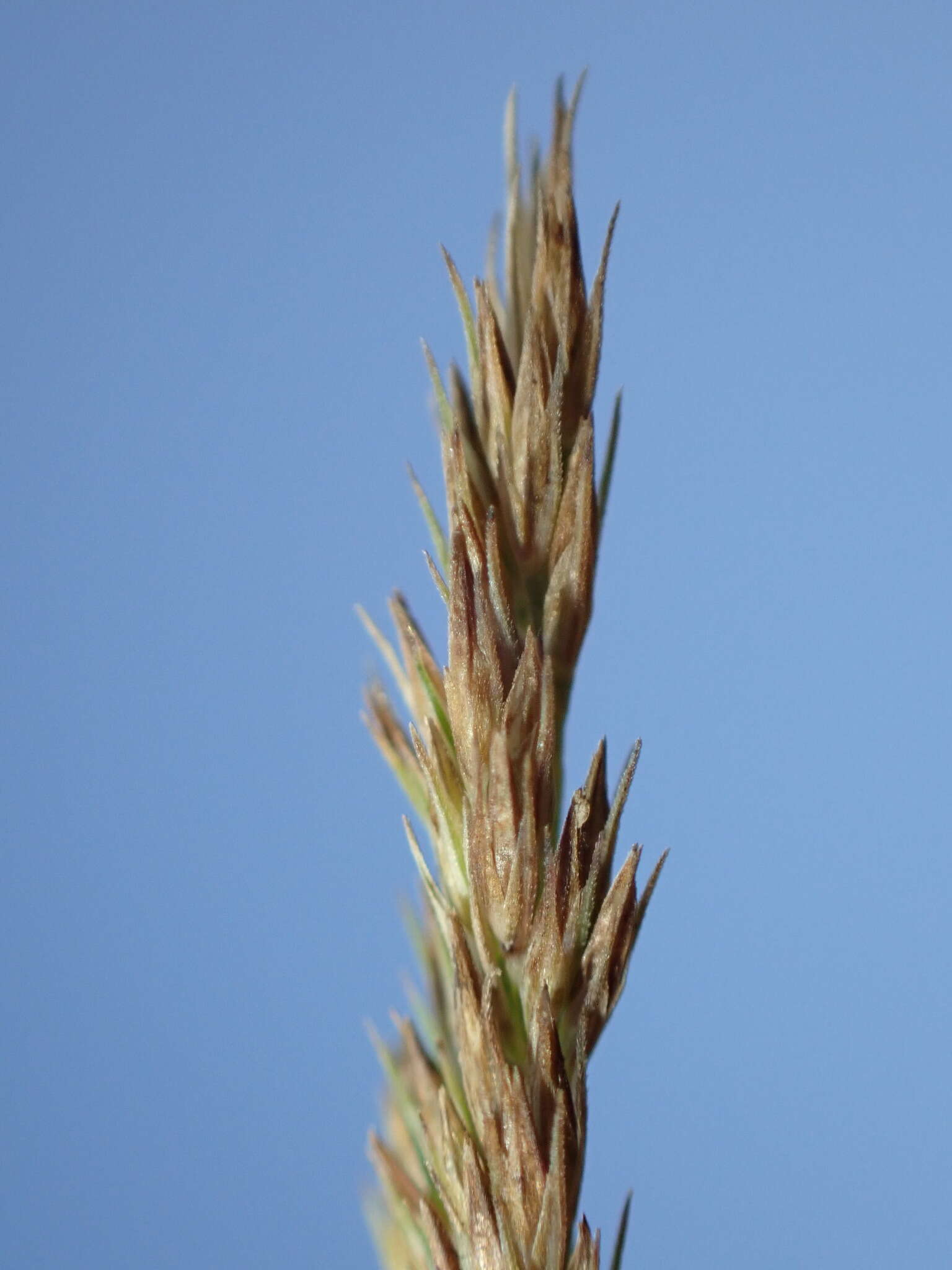 Plancia ëd Muhlenbergia frondosa (Poir.) Fernald