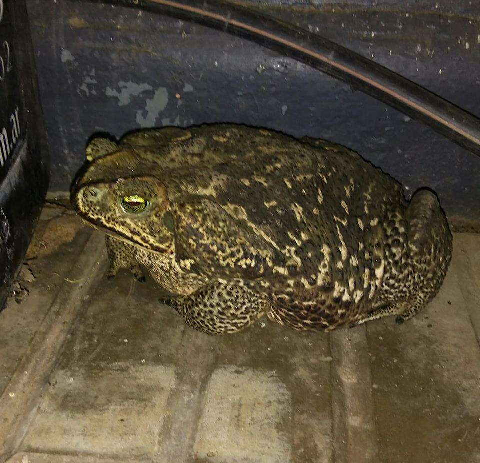 Image of Cururu Toad