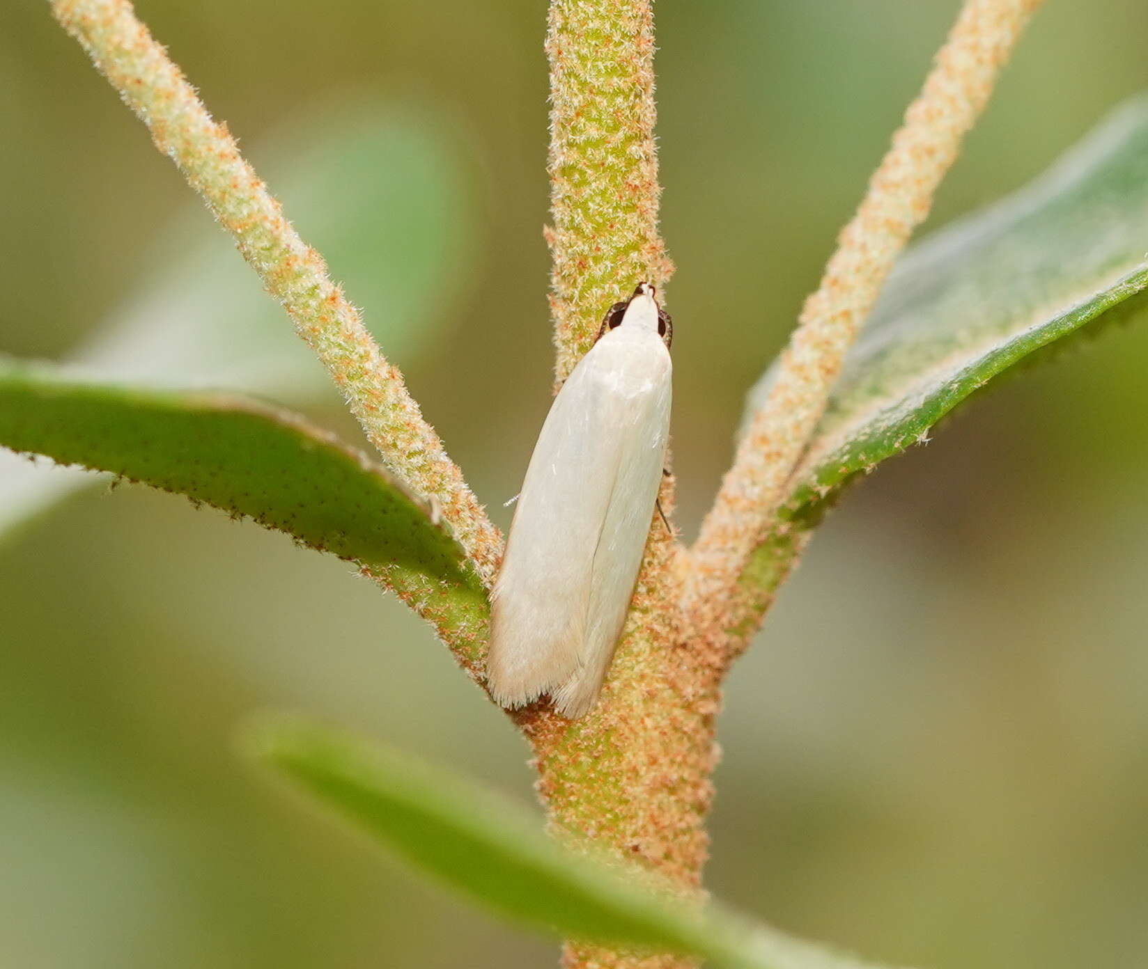 Image of Scieropepla polyxesta Meyrick 1890