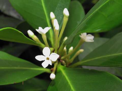 Image of Acokanthera oppositifolia (Lam.) Codd