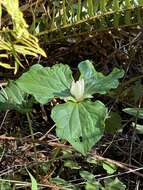 Trillium chloropetalum var. giganteum (Hook. & Arn.) Munz resmi