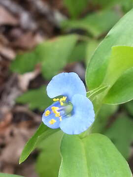 Image of Carolina dayflower