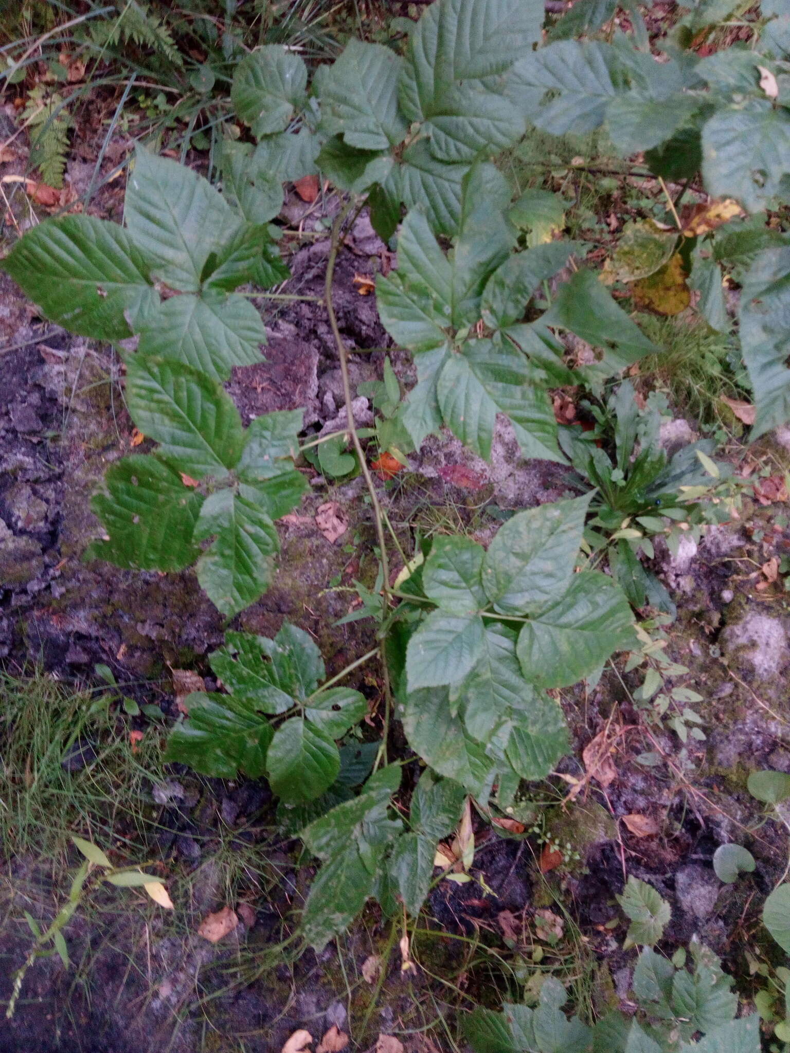 Image de Rubus polonicus Barr. ex Weston