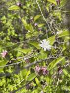 Image of Myripnois dioica Bunge