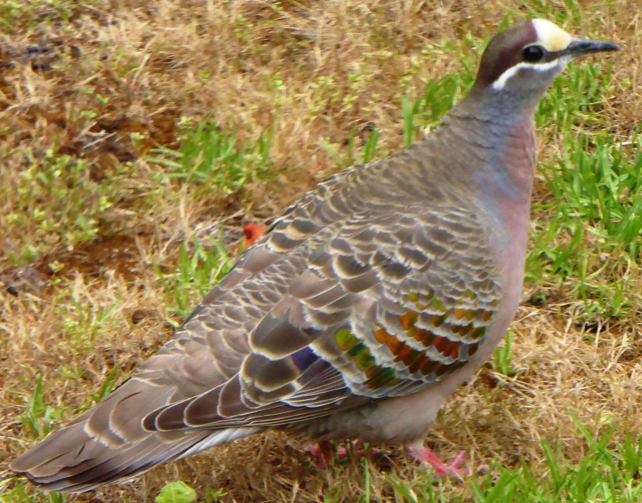 Image of Common Bronzewing