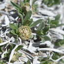 Sivun Parthenium alpinum (Nutt.) Torr. & A. Gray kuva