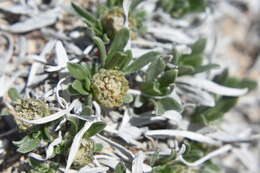 Image of alpine feverfew