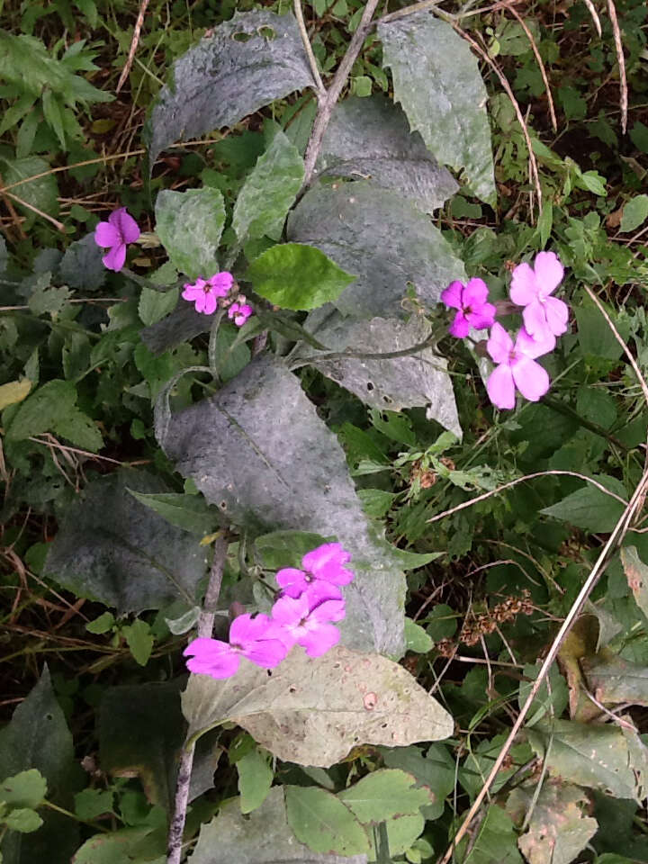 Imagem de Hesperis matronalis L.